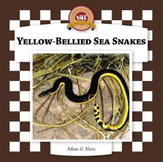 YELLOW-BELLIED SEA SNAKES
