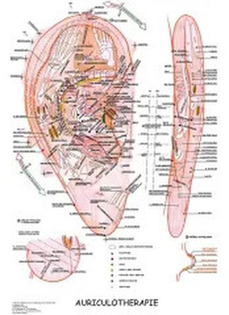 Mapa - Aurikuloterapie Mapa - Aurikuloterapie