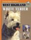 West highland white teriér