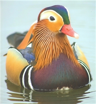 Jiří Kovanda Jiří Kovanda