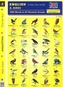 English - Find the Pair 1. Birds