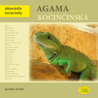 Agama kočičinská Agama kočičinská