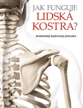Jak funguje lidská kostra? - Anatomický ilustrovaný průvodce