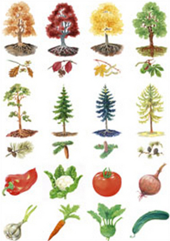 Vystřihovací příloha k učebnici prvouky (1.roč.ZŠ)