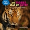 Do Tigers Stay Up Late?