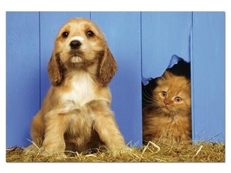 Puzzle Štěňátko a koťátko 500 dílků