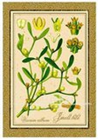 Pohlednice - Bylina, jmelí