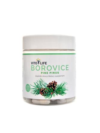 Borovice 100 kapslí -