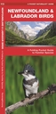 Newfoundland & Labrador Birds