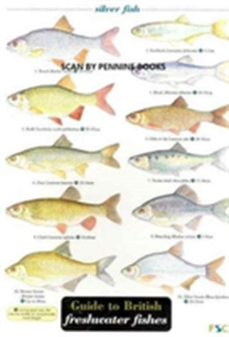 Guide to British Freshwater Fishes