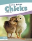 Animal Babies: Chicks