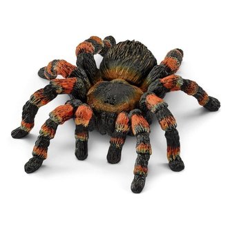 Tarantula Tarantula