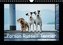 Parson Russell Terrier (Wandkalender 2021 DIN A4 quer)