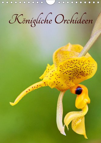 Königliche Orchideen (Wandkalender 2021 DIN A4 hoch)