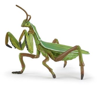 Kudlanka nábožná Kudlanka nábožná