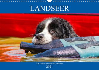 Landseer - Ein starker Freund auf 4 Pfoten (Wandkalender 2021 DIN A3 quer)