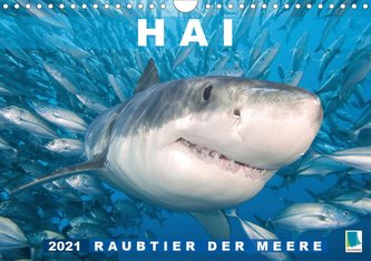 Hai: Raubtier der Meere (Wandkalender 2021 DIN A4 quer)