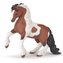 Kůň Irish cob