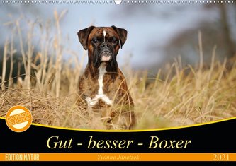Gut - besser - Boxer (Wandkalender 2021 DIN A2 quer)