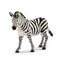 Zebra, klisna