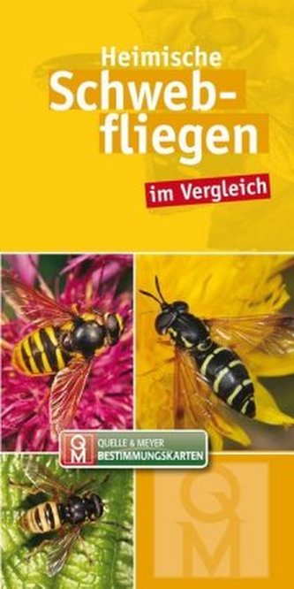 Heimische Schwebfliegen