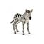 Zebra źrebię