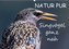 NATUR PUR - Singvögel ganz nah (Wandkalender 2021 DIN A2 quer)