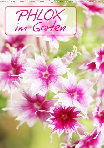 Phlox im Garten (Wandkalender 2021 DIN A2 hoch)