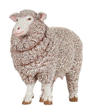 Ovce Merino