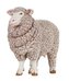 Ovce Merino