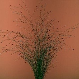 Tak mi się nie chce. Mikromusic CD