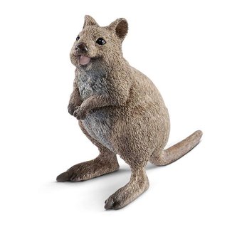 Kuoka krótkoogonowa