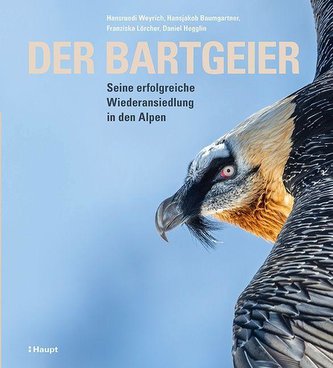 Der Bartgeier