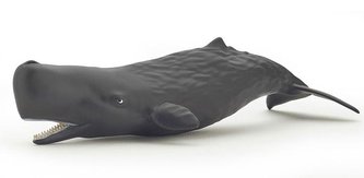 Kaszalot spermacetowy młody Kaszalot spermacetowy młody