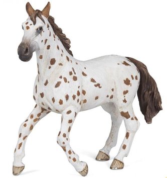 Klisna Appaloosa