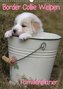Border Collie Welpen - Familienplaner (Wandkalender 2021 DIN A3 hoch)