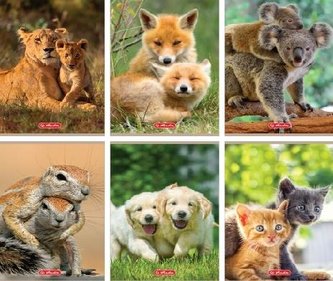 Zeszyt A5/16K linia podwójna Animals (10szt) Zeszyt A5/16K linia podwójna Animals (10szt)