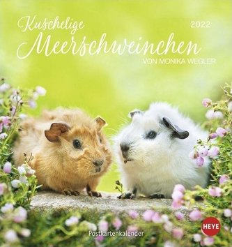 Meerschweinchen 2022. Postkartenkalender