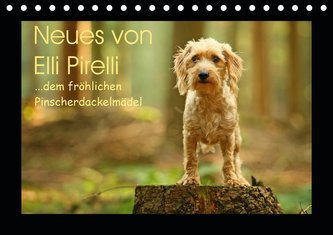 Neues von Elli Pirelli, dem fröhlichen Pinscherdackelmädel (Tischkalender 2021 DIN A5 quer)