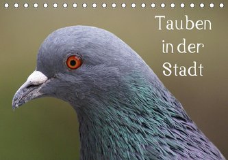 Tauben in der Stadt (Tischkalender 2021 DIN A5 quer)
