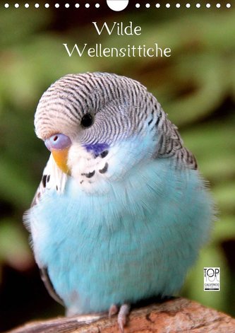 Wilde Wellensittiche (Wandkalender 2021 DIN A4 hoch)