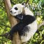 Pandas 2022