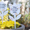 HOUSEDECOR - zapich tulipan