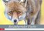 Bezaubernder Fuchs - ein Freund auf leisen Sohlen (Wandkalender 2021 DIN A4 quer)