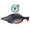 Totally Hooked Madnip Halibut 30cm/M