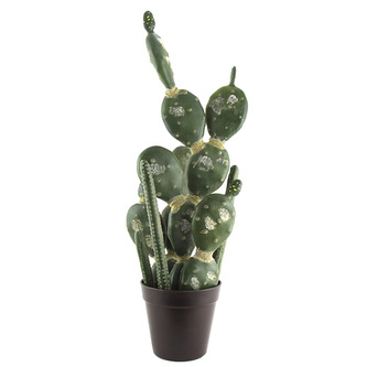 Kaktus mix Europalms Kaktus mix v květináči, 54cm