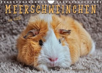 Meerschweinchen - so süß (Wandkalender 2022 DIN A4 quer)