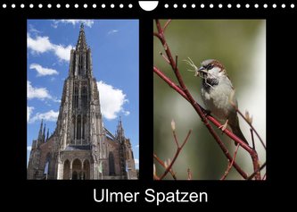 Ulmer Spatzen (Wandkalender 2022 DIN A4 quer)