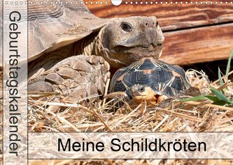 Meine Schildkröten - Geburtstagskalender (Wandkalender 2021 DIN A3 quer)