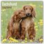 Longhaired Dachshunds - Langhaardackel 2022 - 18-Monatskalender mit freier DogDays-App